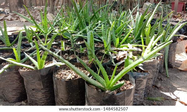Aloe Vera Plant Seeds Poly Bag Stock Photo Edit Now 1484582507