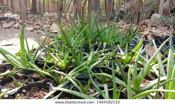 Aloe Vera Plant Seeds Poly Bag Stock Photo Edit Now 1484582510