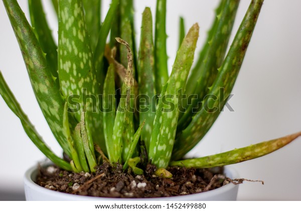 Aloe Vera Plant Slowly Turning Yellow Stock Photo Edit Now