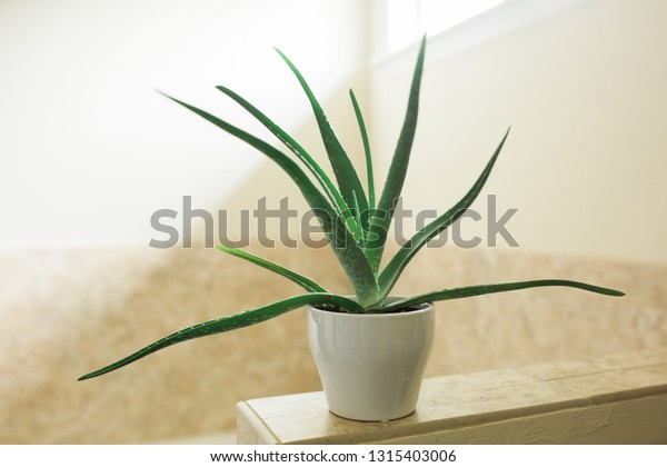 Aloe Vera Plant Sunny Bathroom Stock Photo Edit Now 1315403006