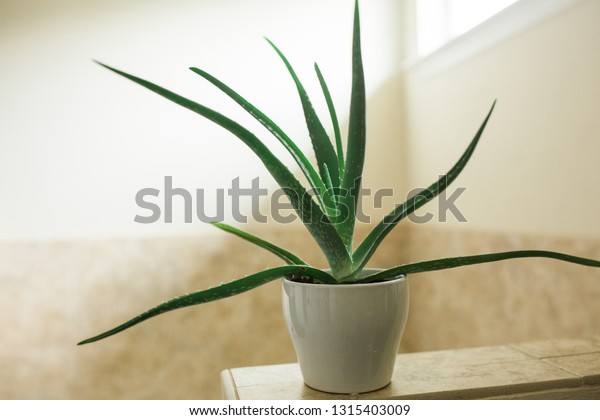 Aloe Vera Plant Sunny Bathroom Stock Photo Edit Now 1315403009