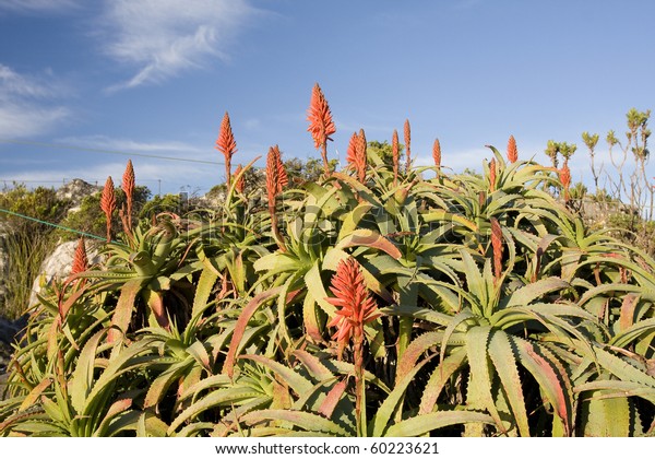 Aloe Vera Plant Table Mountain South Stock Photo Edit Now 60223621