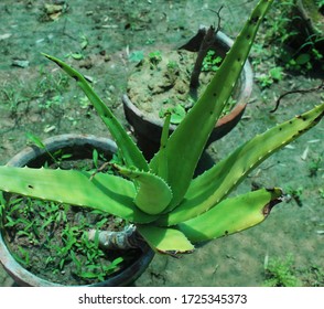 Aloe Vera Plant, Ture Aloe, Barbados Aloe Plant