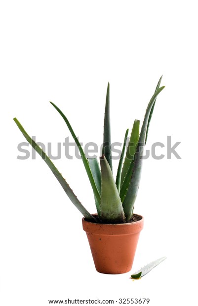 Aloe Vera Plant Used Soothing Wounds Royalty Free Stock Image