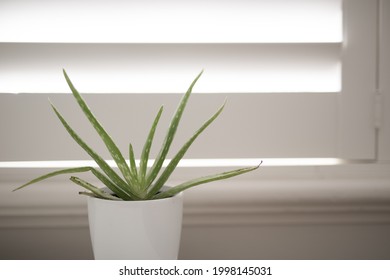 Aloe Vera Plant White Pot Stock Photo (Edit Now) 1998145031