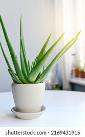 Aloe Vera Plant In A White Pot By A Window Inside A Home Dead Aloe Vera Leaves.