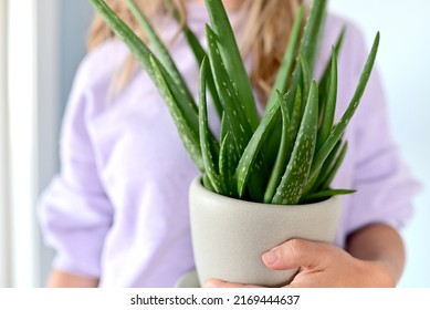 Aloe Vera Plant In A White Pot