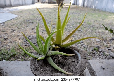 Aloe vera plant in the yard - Shutterstock ID 2364977907