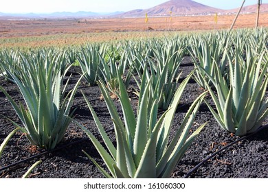 Aloe Vera plantation; Fuerteventura, Canary Islands.