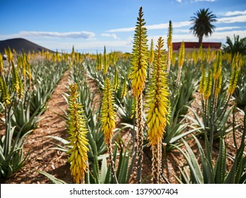 Aloe vera plantation - multitude of green plants in Tenerife, Canary Islands, Spain
