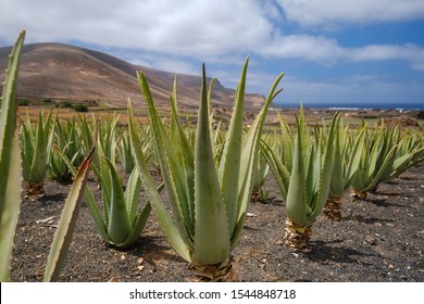 Aloe vera plantation on Lanzarote island