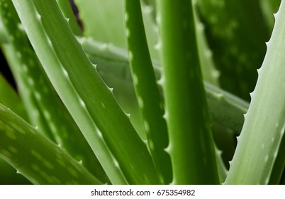 Aloe Vera Plant.Green Background.texture Of Plant.Aloe Texture Background