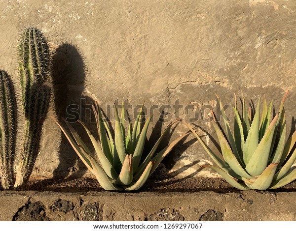 Aloe Vera Plants Closeup Cactus Aloe Stock Photo Edit Now 1269297067
