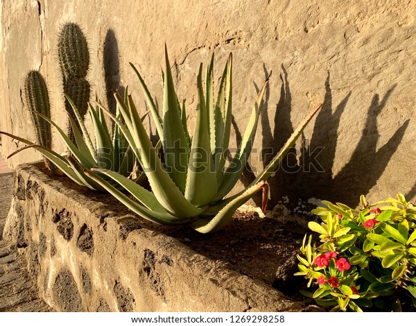 Aloe Vera Plants Closeup Cactus Aloe Stock Photo Edit Now 1269298258