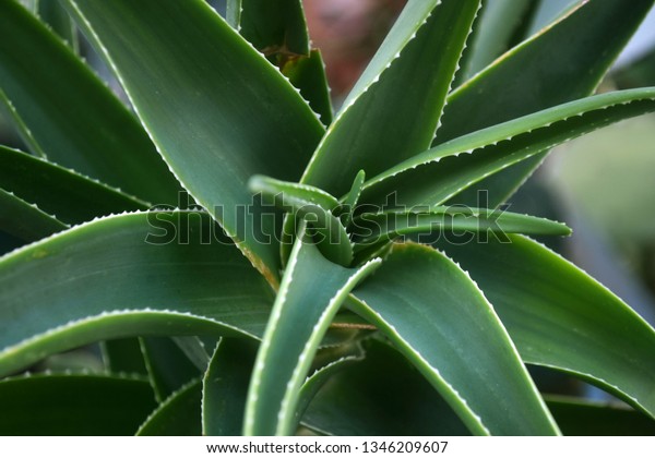 Aloe Vera Plants Garden Under Sun Stock Photo Edit Now 1346209607