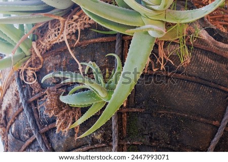 Aloe vera plants growing in an old, weathered wooden barrel. The green succulent leaves are thick and fleshy, with white teeth along their edges. aloe vera plant in garden in a modern pot. organic 