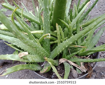 Aloe vera plants, planted in black pots, are used to fertilize hair and care for skin - Powered by Shutterstock