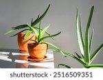 Aloe Vera plants in terracotta pots placed on white surface. Indoor plants or home decor concept.