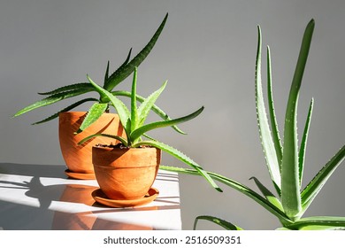 Aloe Vera plants in terracotta pots placed on white surface. Indoor plants or home decor concept. - Powered by Shutterstock