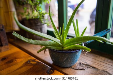 Aloe Vera Pot