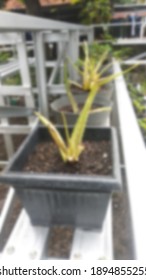 aloe vera pot with Full Blur Background - Shutterstock ID 1894855255