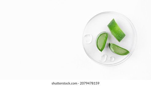 Aloe Vera slices with aloe gel on petri dish on white background. Natural cosmetics background for design.
