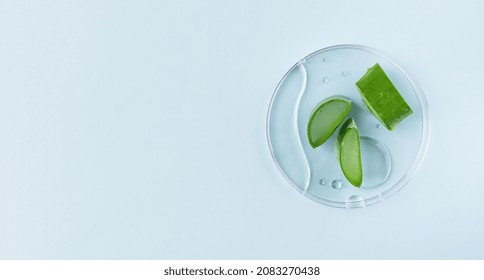 Aloe Vera slices with aloe gel on petri dish on blue background. Natural cosmetics background for design.