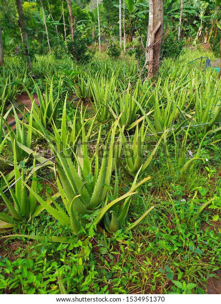 Aloe Vera Succulent Plant Species Genus Stock Photo Edit Now