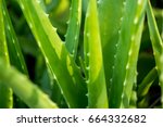 Aloe vera is tropical green plants tolerate hot weather. A close up of green leaves, aloe vera. Aloe vera is a very useful herbal medicine for skin care and hair care that can be used as treatment.