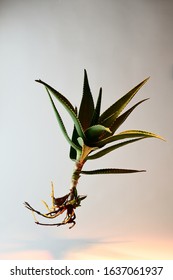 Aloe Vera Vertical View In The Center