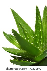 Aloe Vera with water drops isolated on white