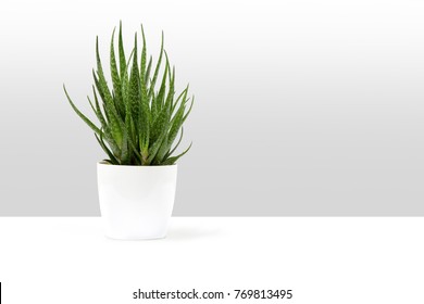 aloe vera in white planter - Shutterstock ID 769813495