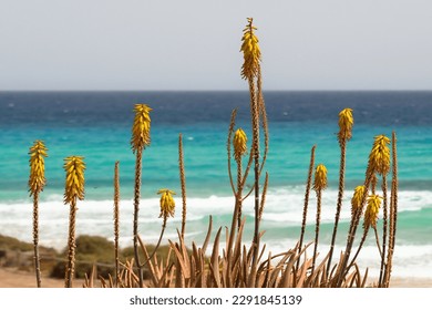 Aloe vera. Yellow flowering Aloe plant with the beach and turquoise water of the Atlantic ocean in the background. Fuerteventura, Canary Islands, Spain. - Powered by Shutterstock