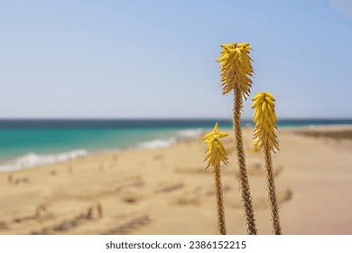 Aloe vera. Yellow flowering Aloe plant with the beach and turquoise water of the Atlantic ocean in the background. Fuerteventura, Canary Islands, Spain. Copy space. - Powered by Shutterstock