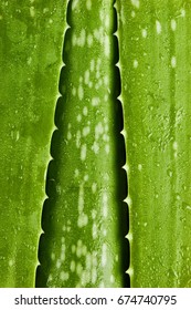 Aloe Vera.Close Up Of Line Shaped Aloe Vera Leaves. Texture. Green Background.Vertical