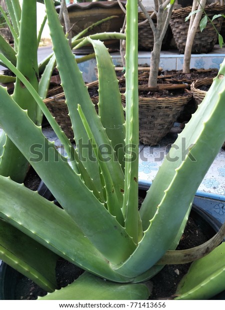 Aloe Veragreen Plant Benefits Essential Burns Stock Photo Edit