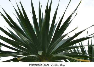 Aloe Yucca Is Native To The Atlantic And Gulf Coasts Of The United States From Southern Virginia South To Florida And West To The Texas Gulf Coast.