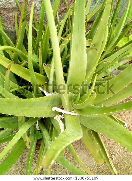 Aloevera Succulent Plant Species Genus Aloe Stock Photo Edit Now