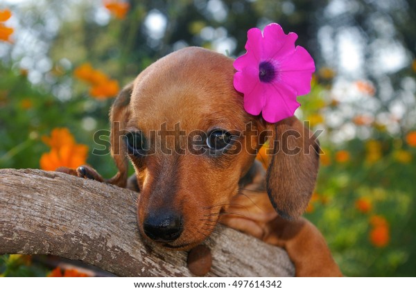 Aloha Dachshund Puppy Red Smoothhaired Miniature Stock Photo Edit