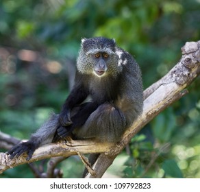 322 Chimps tanzania Images, Stock Photos & Vectors | Shutterstock