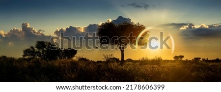 Alone acacia tree at dawn, African sunset in botswana