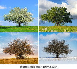 Alone Big Tree In Four Seasons