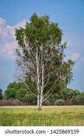 Alone birch tree rises above a field