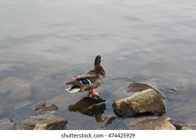 Alone bird in the river