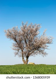 alone blooming apricot tree on green field under blue sky