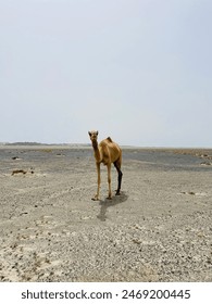 Alone Camel in the Desert