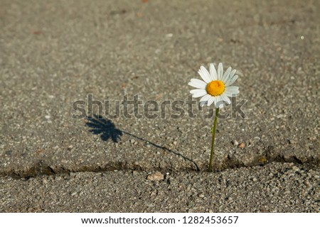 Similar – solitary flower Flower