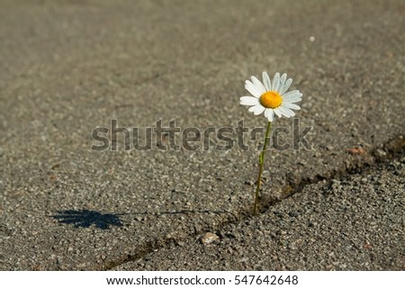 Similar – solitary flower Flower