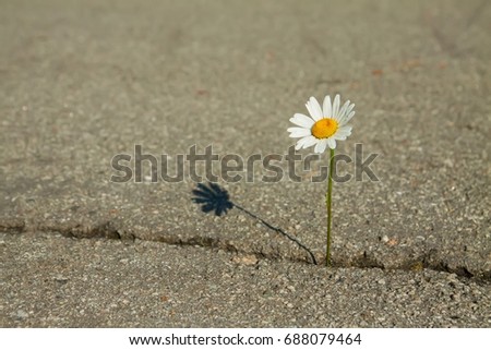 Similar – solitary flower Flower