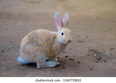 Alone cute rabbit 